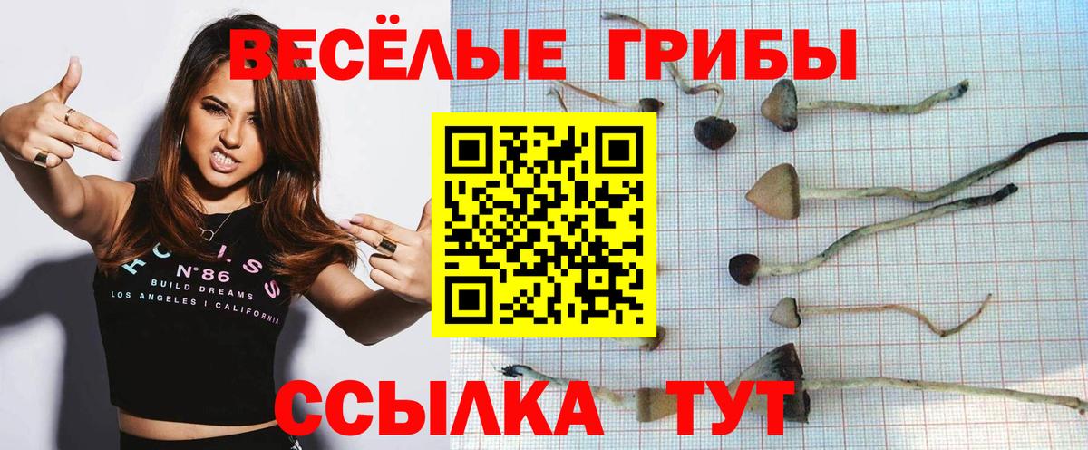Псилоцибиновые грибы Psilocybe  Вход с VPN  Кириши 